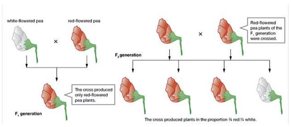 <ul><li><p><span style="font-family: &quot;Proxima Nova&quot;, sans-serif">In pure-breeding lines, only the characteristics of the parents will be shown in the offspring.</span></p><ul><li><p><span style="font-family: &quot;Proxima Nova&quot;, sans-serif">Red-flowered will produce red-flowered</span></p></li><li><p><span style="font-family: &quot;Proxima Nova&quot;, sans-serif">White-flowered will produce white-flowered</span></p></li></ul></li><li><p><span style="font-family: &quot;Proxima Nova&quot;, sans-serif">However, when a red-flowered pea plant and a white-flowered pea plant were crossed, all the offspring had red flowers.</span></p></li><li><p><span style="font-family: &quot;Proxima Nova&quot;, sans-serif">This means that the red characteristic is dominant and the white characteristic is recessive.</span></p></li></ul><p></p>