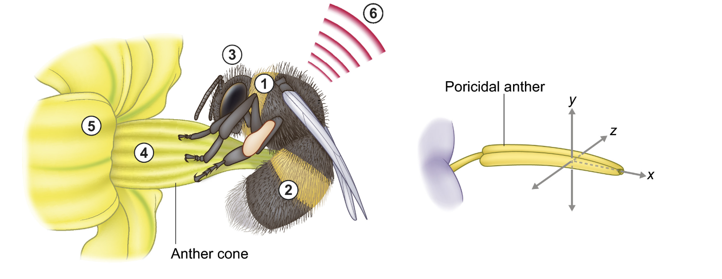 <p>what pollination syndrome is this </p>