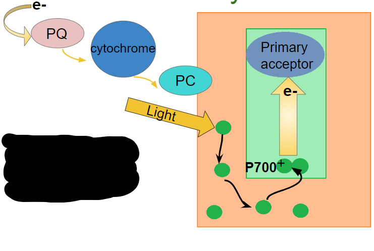 <p>What happens in the first step of photosystem I?</p>