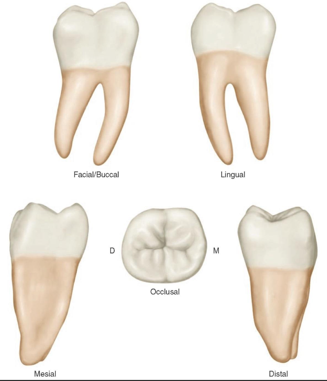 <p>What is this tooth ?</p>