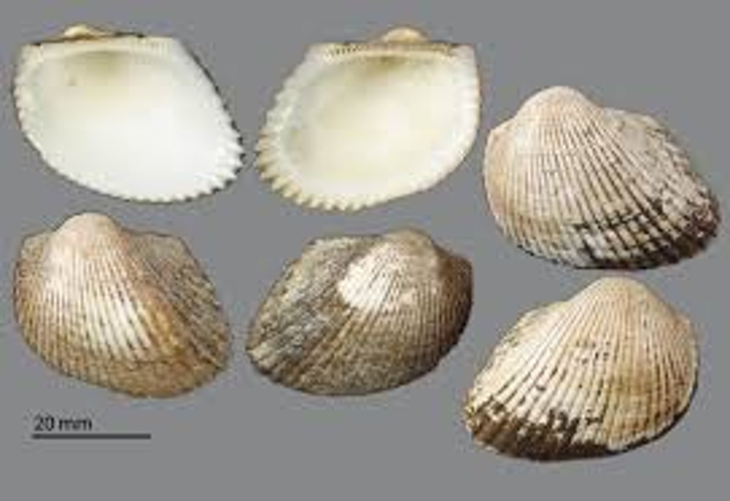 <p>ark clams</p>