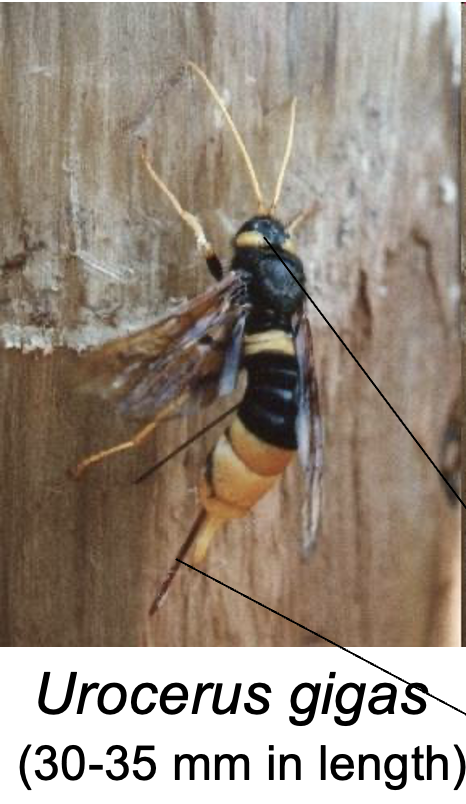 <p>Genera Sirex and Urocerus, primarily</p><p>Bigger tunnels = bigger potential issue</p><p>1-3 year cycle</p><p>note yellow spots behind eyes and elongated ovipositor!</p>