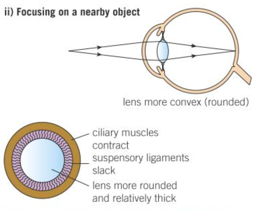 <ol><li><p>Ciliary muscle contracts</p></li><li><p>So the suspensory ligaments loosen</p></li><li><p>Lens is thicker</p></li><li><p>It refracts the LR more strongly</p><ul><li><p>The LR will be focused on a point in the retina</p></li></ul></li></ol>