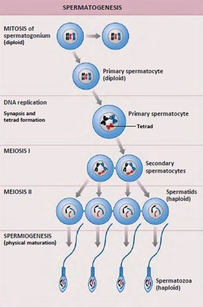 <p>1) mitosis: spermatogonia form spermatocytes</p><p>2) meiosis: spermatocytes form spermatids</p><p>3) spermiogenesis: spermatids become sperm</p>