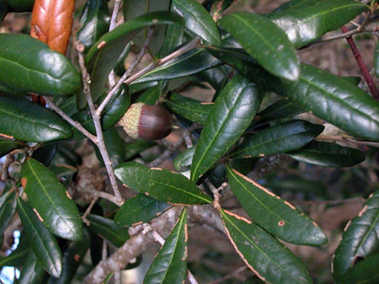 <p>Evergreen leaves</p><p>Acorn dark brown to black</p>