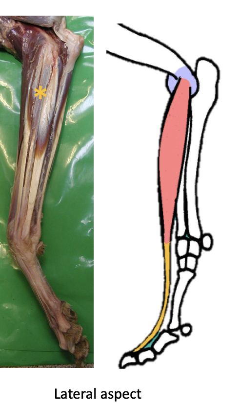 <p>IS THE MOST IMPORTANT EXTENSOR MUSCLE </p><p><strong>Origin - </strong>lat epicondyle of humerus </p><p></p><p><strong>Insertion - </strong>ALL DIGITS (at the distal phalanx, splits and inserts at each digit)</p><ul><li><p>In the horse, is one single branch down to the distal phalanx </p><ul><li><p>Protected by dorsal bursas from the associated joint capsules</p></li><li><p>RECEIVES <strong>suspensory ligament branches</strong> (see previous notecard set)</p></li></ul></li></ul><p></p><p><strong>Location - </strong>Cranio - lateral aspect of antebrachium (see images); crosses over DORSAL carpus and DORSALLY over metacarpo-phalangeal and interphalangeal joints </p><p></p><p><strong>Function - </strong>Carpal AND digital <strong>EXTENSOR </strong></p><p></p><p><strong>Nerve supply - </strong>Radial nerve </p>