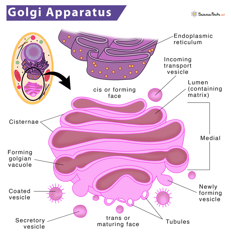 <p>The Golgi Apparatus/Golgi Body/Golgi Complex</p>
