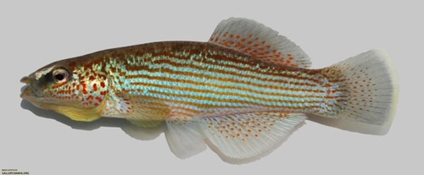 <p>Order Cyprinodontiformes;</p><p>Topminnows;</p><p>-Origin of anal fin anterior to or even with origin of dorsal fin</p><p>-Black suborbital mark absent, anal fin unmodified</p><p>-They smile at you</p><p>-Freshwater, brackish water, and coastal marine</p><p>-4 genera, 44 species</p><p>-7 TN species</p>