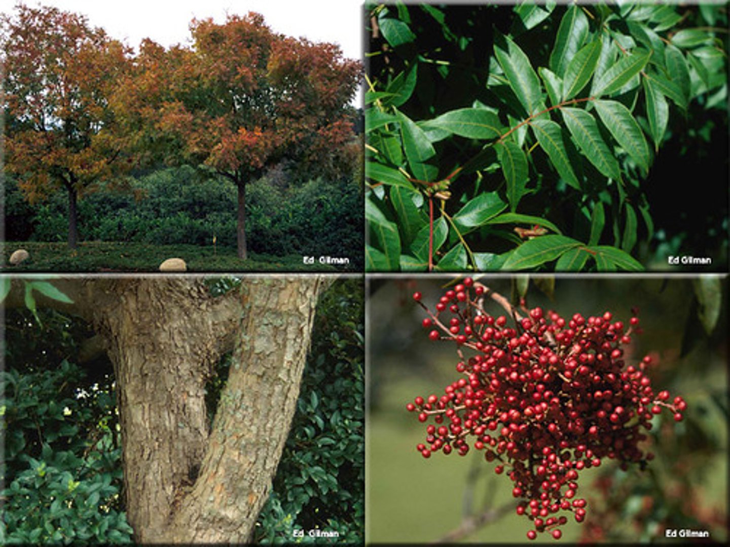 <p>1’. Angiosperms</p><p>----------------</p><p>10. Leaves compound</p><p>----------------</p><p>11’. Leaves pinnately compound</p><p>----------------</p><p>13’. Leaves once-pinnately compound</p><p>----------------</p><p>17’. Leaves alternate</p><p>----------------</p><p>18’. Nodes lacking spines</p><p>----------------</p><p>19’. Leaves generally more than 9 inches long</p><p>----------------</p><p>21’. Leaflet &lt; 17, not drooping noticeably</p><p>----------------</p><p>22. Leaflets with entire margins, lanceolate to narrow</p><p>ovate, with tapering pointed tips</p>