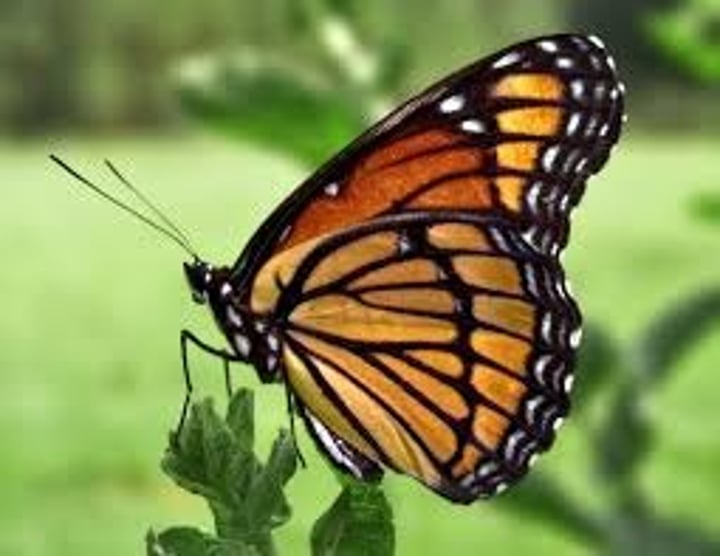 <p>butterfly</p>