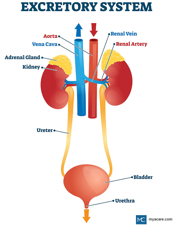 <p>The system in the body responsible for collecting and eliminating wastes and regulating fluid levels.</p>