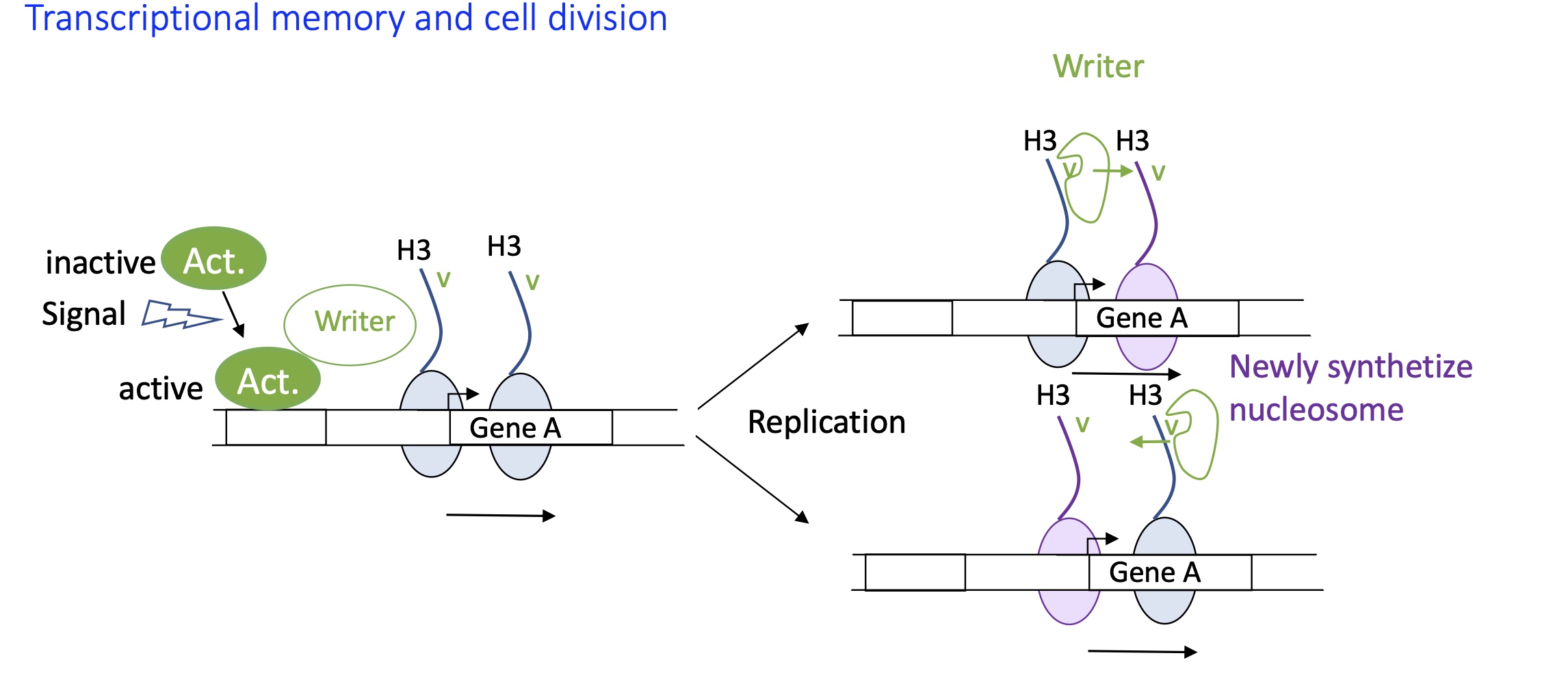 <p>Epigenetic marks/Histone modification : </p><ul><li><p>TF/act protein activated due to a signal&nbsp;</p></li><li><p>TF binds to enhancer and recruits writer&nbsp;</p></li><li><p>Histone modification takes place and remains on the newly synthesised cells</p></li><li><p>writer  can recognise histone tag on these newly synthesised cells </p></li><li><p>gene A will have the same signal in new cells &nbsp;</p></li></ul><p></p>