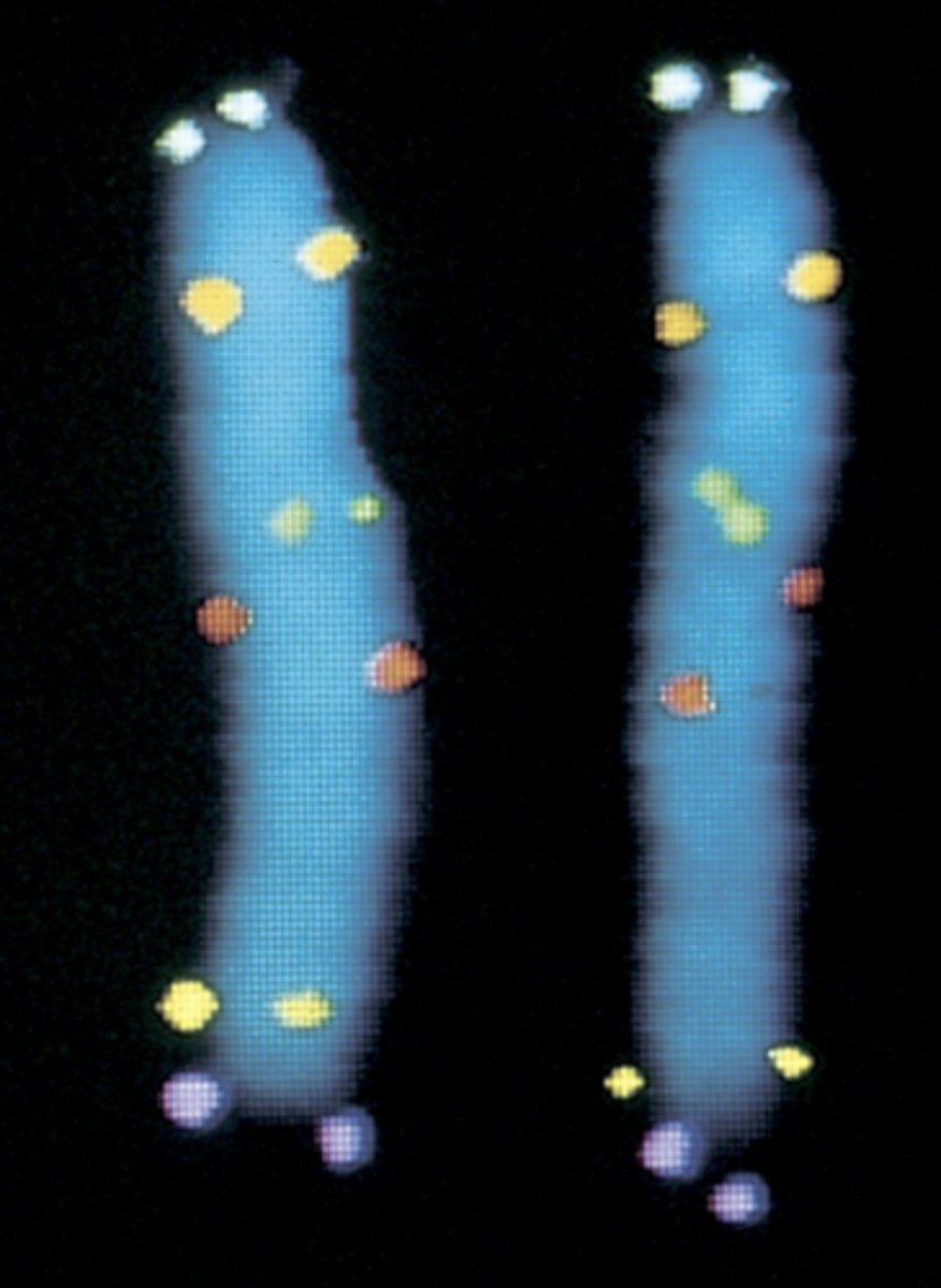 <p>finding the chromosomal region that contains the gene</p><p>- FISH mapping with fluorescent probes (short nucleotide sequences that bind to chromosomes and light up)</p><p>- identification of 6 distinct genes on chromosome 5</p>