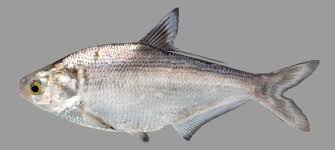 <p>rows of razor scales on belly, both marine and fresh</p>