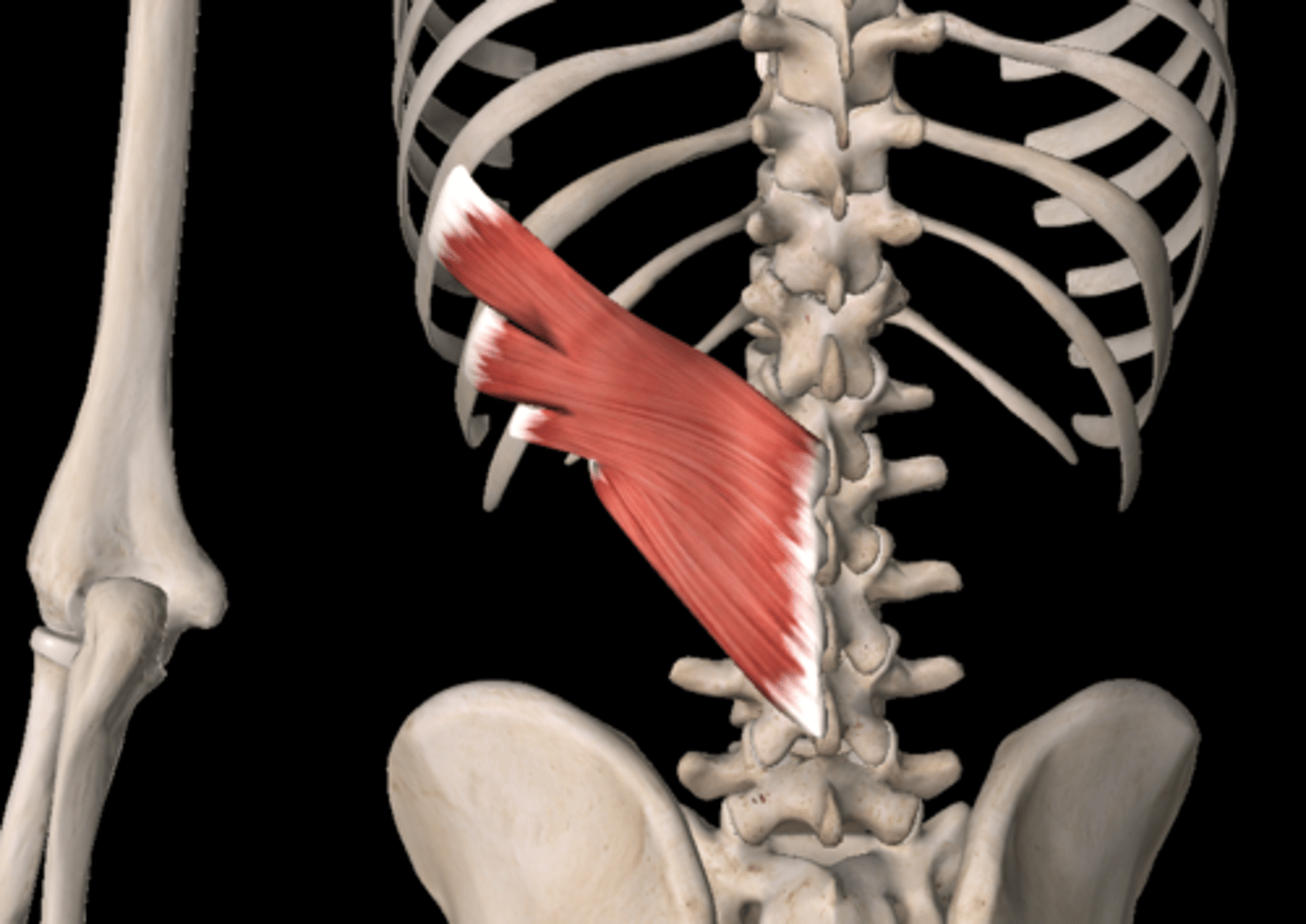 <p>depress ribs during exhalation</p>