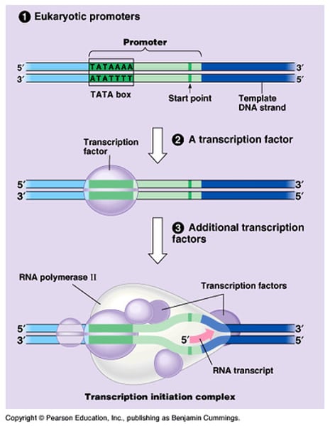 <p>Sequence of Nucleotide, marks end of gene, signals to release newly made RNA from DNA</p>