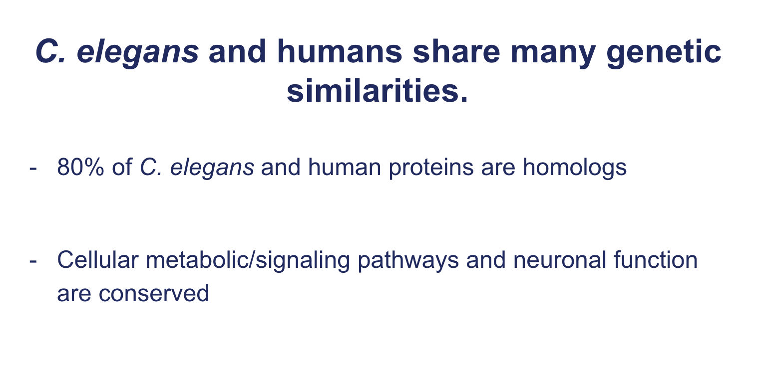 <p><span><strong><em>C. elegans</em> and humans share many genetic similarities.</strong></span></p>
