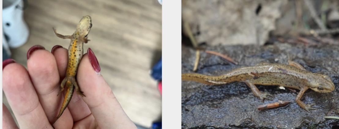 <p>Traszka zwyczajna</p>