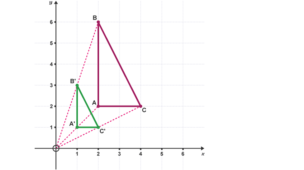 <p>Enlargement</p>