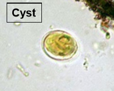 <p>Clear spheres, may be able to see nuclei and axonemes</p>