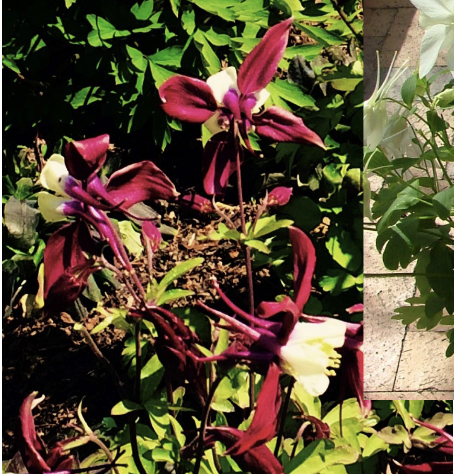 <p>Delicate spring perennial with nodding, spurred flowers in many colors, thriving in moist soils.</p>