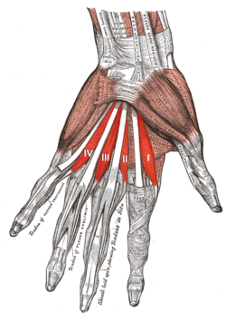<p>Function: flexion of fingers at metacarpophalangeal (MP) joints, extension of fingers at interphalangeal (IP) joints</p><p>Innervation: Median nerve (lumbricals 1 and 2), Ulnar nerve (lumbricals 3 and 4)</p>