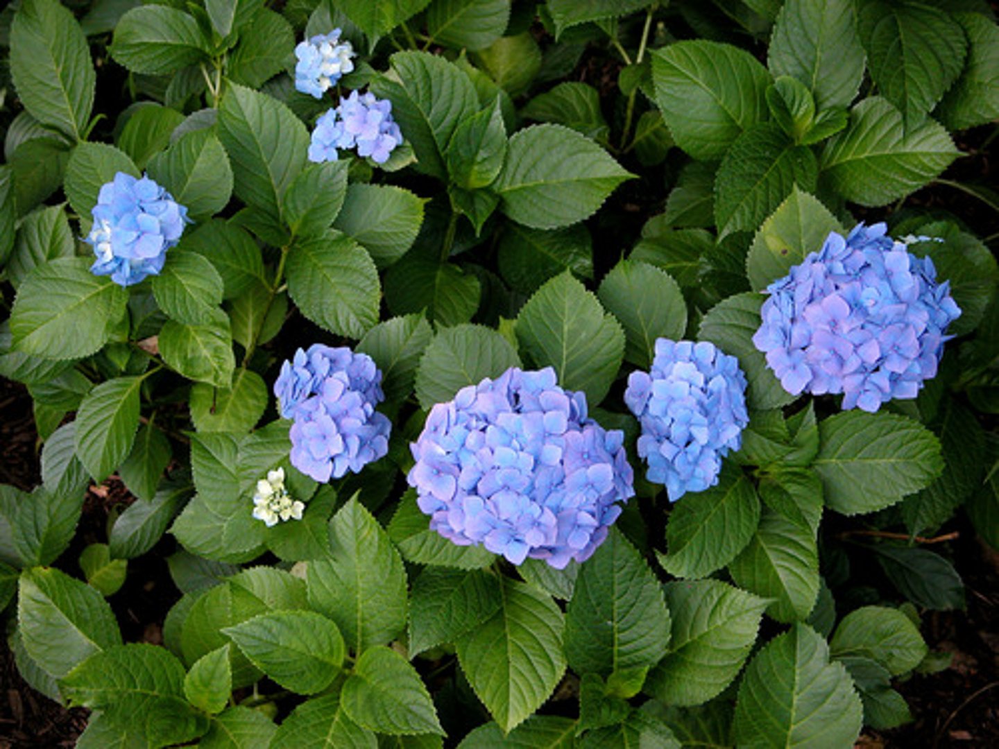 <p>Bigleaf Hydrangea</p>