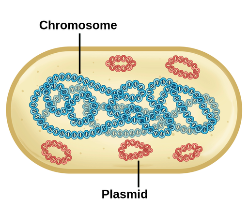 <p>Closed loop chromosome</p>