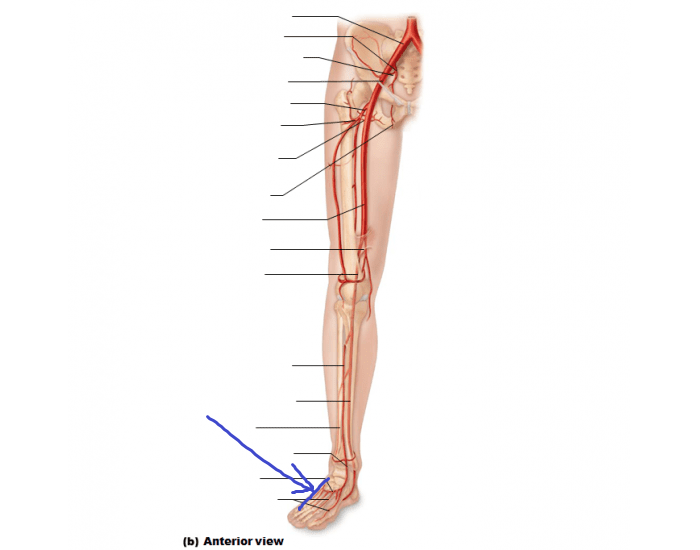<p>branch of the posterior tibial artery extending to the “underside” of the foot (or the plantar surface) on the lateral side</p>