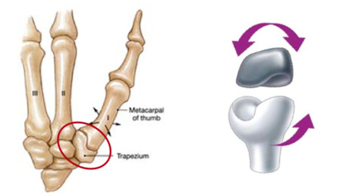 <p>thumb</p>