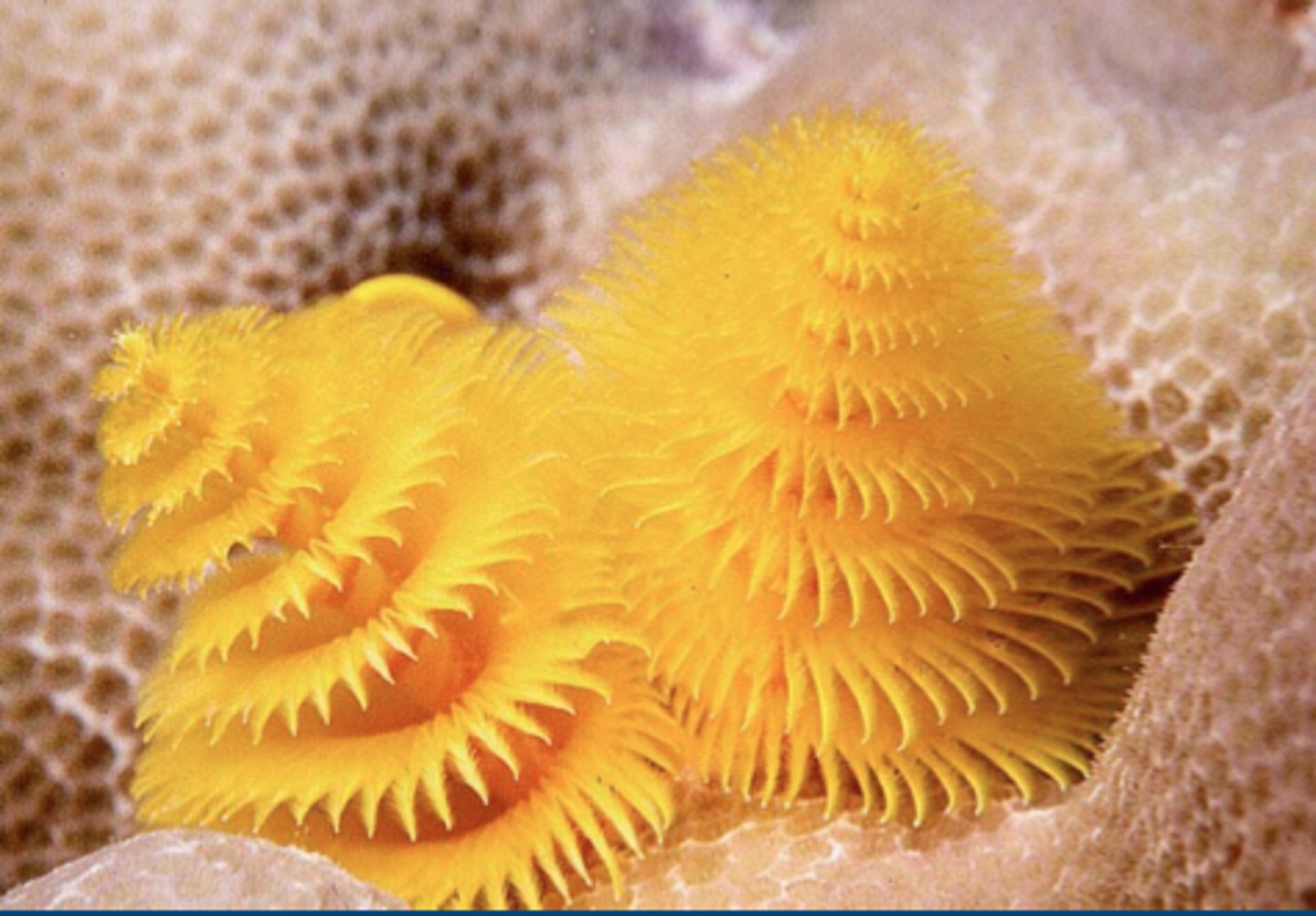 <p>What Class does the Christmas tree worm belong to?</p>