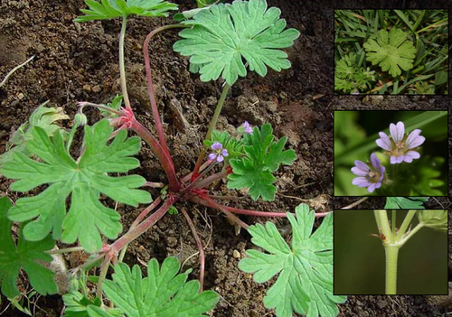 <p>welke plant</p>