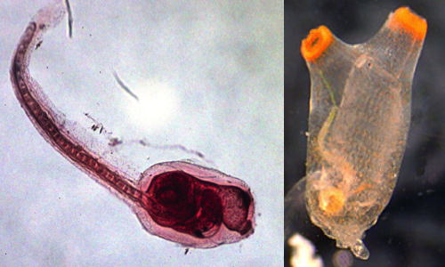 <p>Urochordata (Ex: Tunicates) and all more derived. </p>