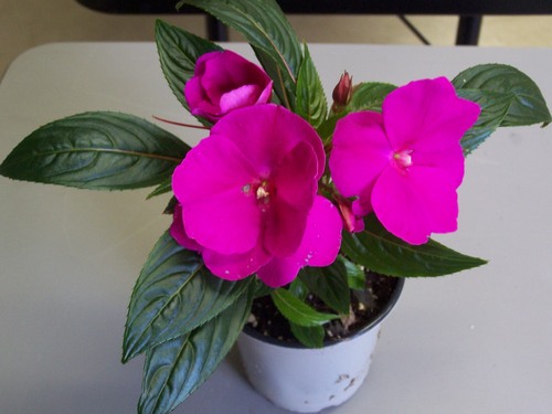 <p>New Guinea Hybrid Impatiens (Balsaminaceae)</p>