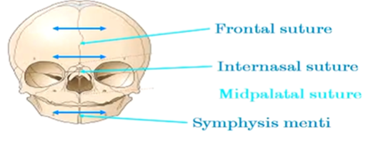 <ul><li><p>Frontal suture</p></li><li><p>Internasal suture</p></li><li><p>Symphysis menti - joins 2 halves of mandible together</p></li></ul><p></p><p>Deposition of bone at the sutures is associated with an increase in width of the facial skeleton.</p>