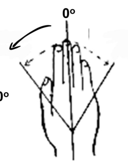 <p>Wrist radial flexion (abduction)</p>