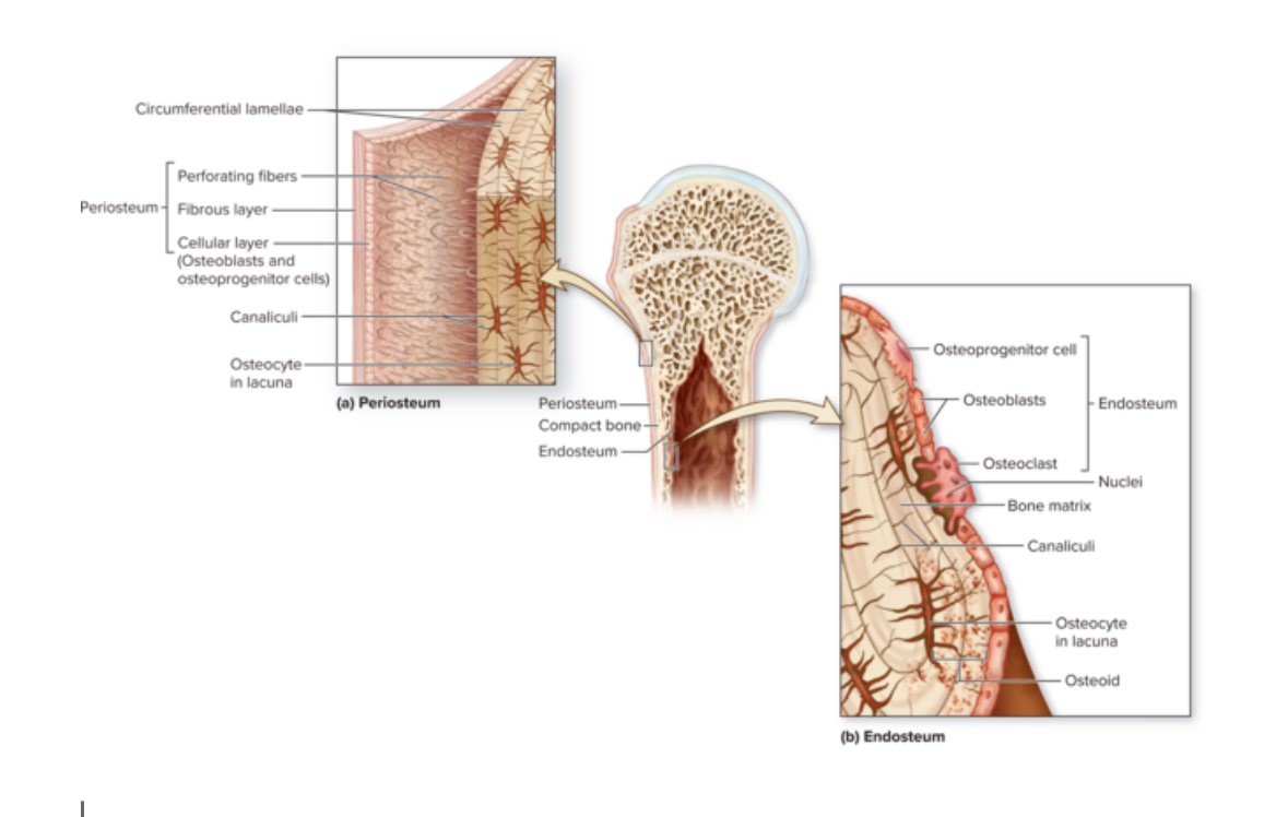 <p>Epiphyseal line</p>