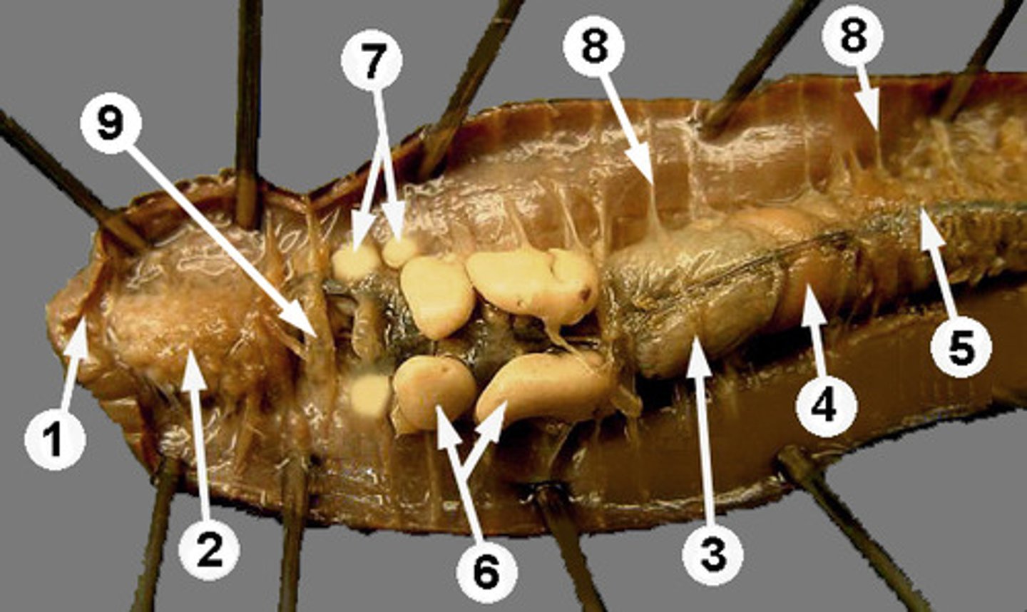 <p>Stores food in earthworm (structure #3)</p>