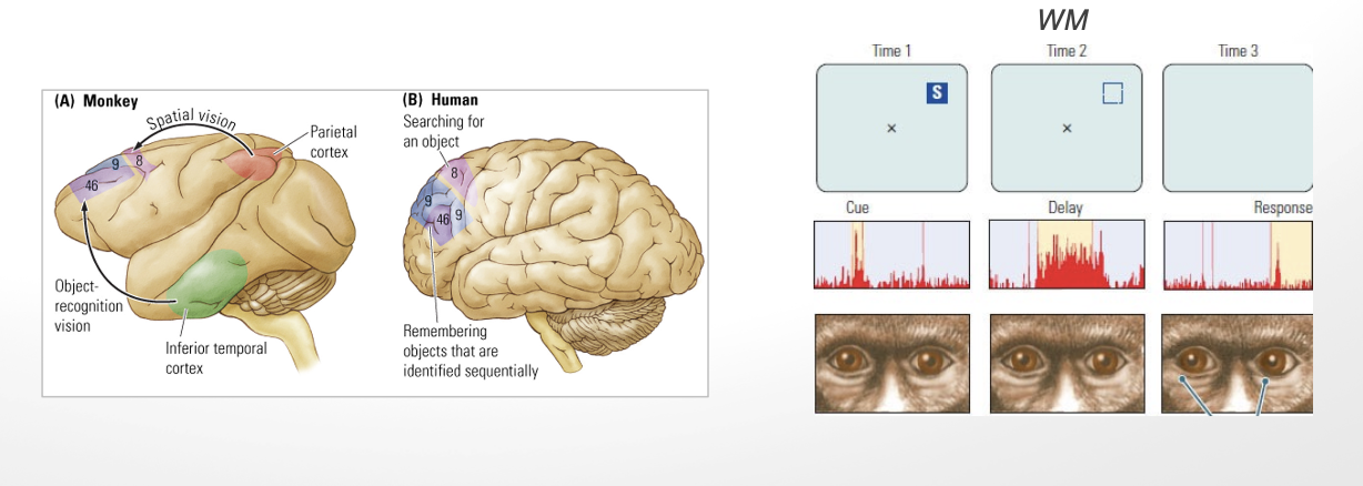 <ul><li><p>frontal regions subserve working memory </p></li><li><p>hippocampus + prefrontal cortex: </p><ul><li><p>work in bidirectional relationship to support working memory</p></li></ul></li></ul><p></p>