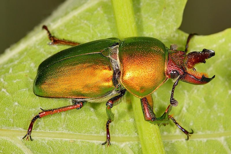 <p>Golden stag beetle</p>