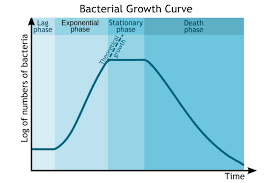 <ol><li><p>lag phase: cells are getting used to the environment producing diff proteins so theres no oncrease </p></li><li><p>log phase: use sigma 70 to exponentially increase </p></li><li><p>stationary phase: plateau in rate of growth —&gt; the death and division rate is equal </p></li><li><p>death/decline phase: the bacteria run out of resource </p></li></ol><p></p>