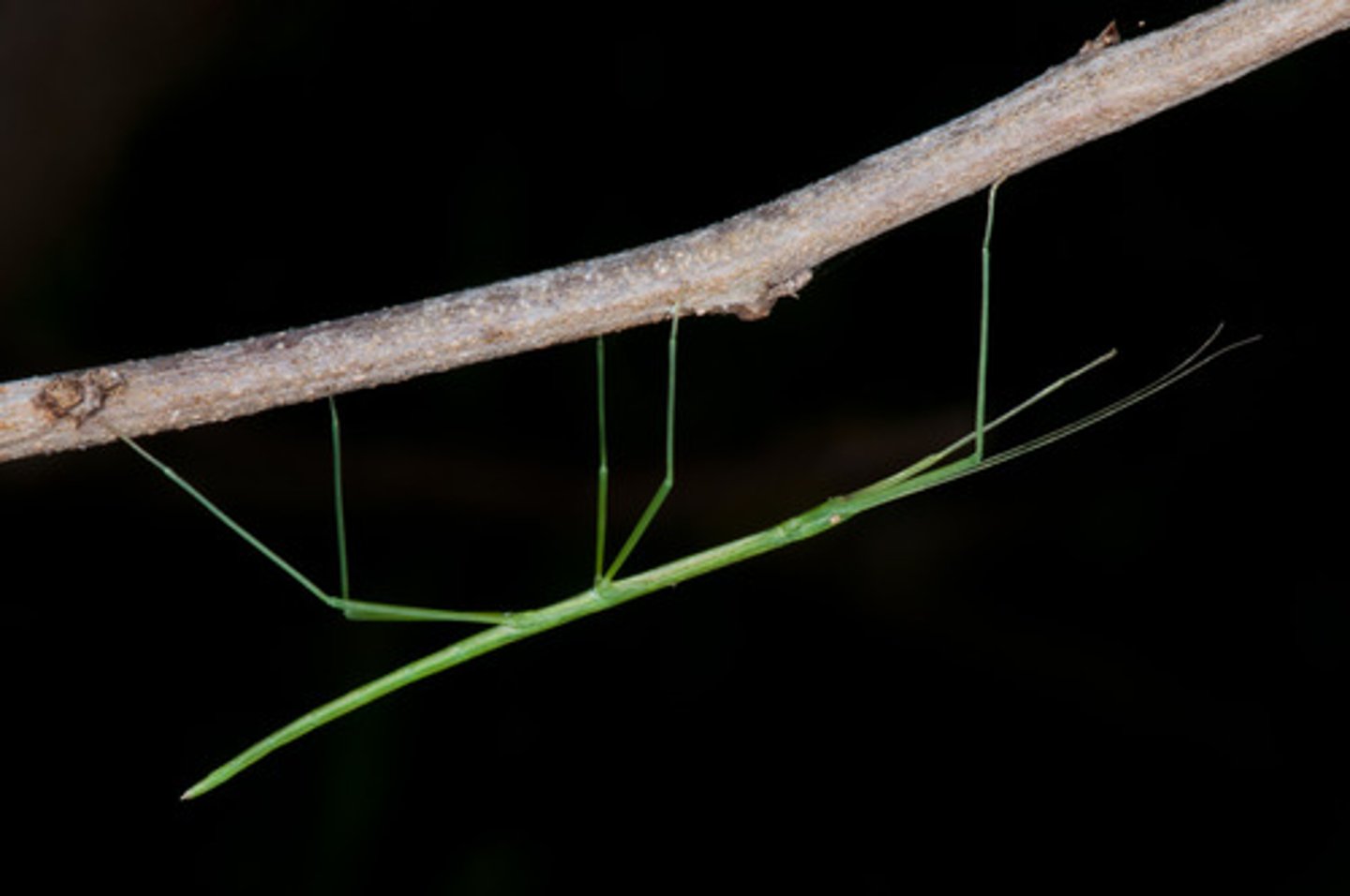 <p>Stick insects</p>