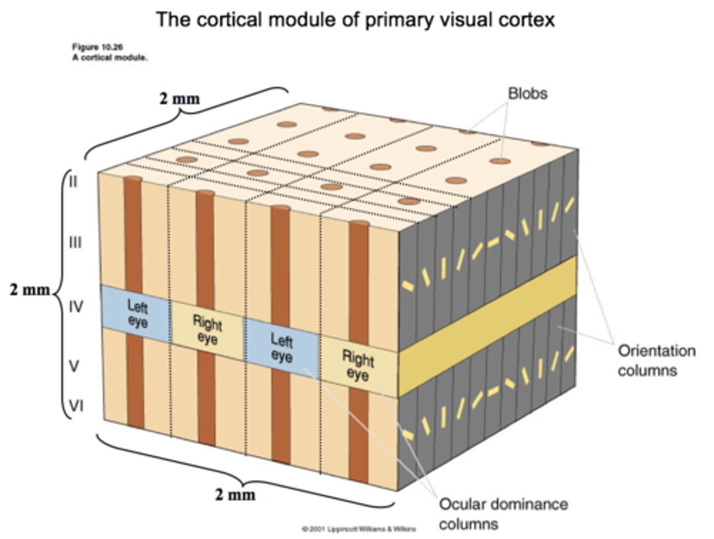 <p>Neurons in layer 4C respond to input from only one eye (one hemiretina)</p>