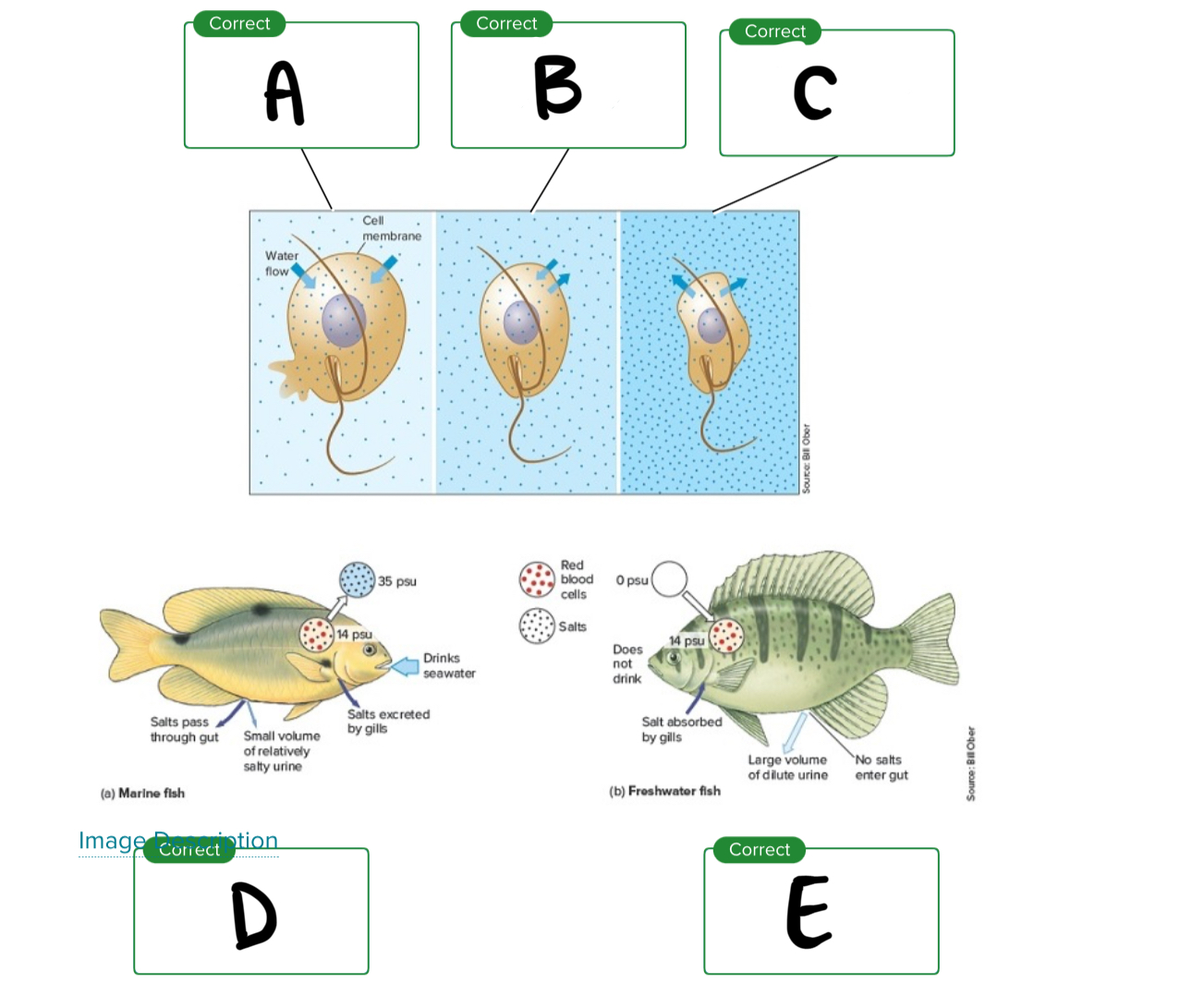 <p>Looking at osmosis, what is E?</p>