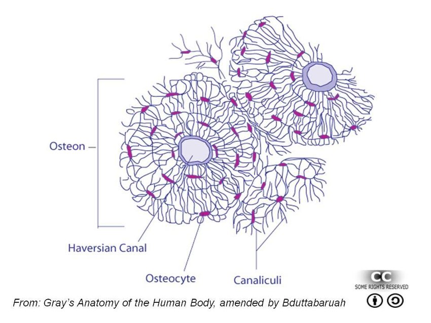 <p><span>a bone cell, formed when an </span><span><u><span>osteoblast</span></u></span><span> becomes embedded in the matrix it has </span><span><u><span>secreted</span></u></span><span>.</span></p>
