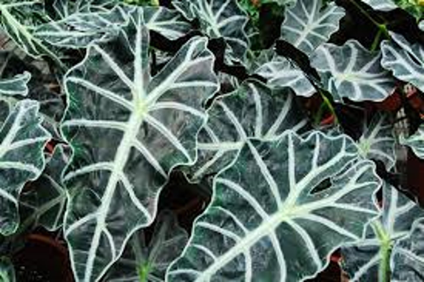 <p>Houseplant</p><p>Leathery, wavy-edged, arrowhead-shaped, dark bronze-green leaves (to 16" long)</p><p>Contrasting, thick white to silvery-green main veins.</p><p>Size Reaches 2 to 3 ft. tall, 1 to 2 ft. wide.</p>