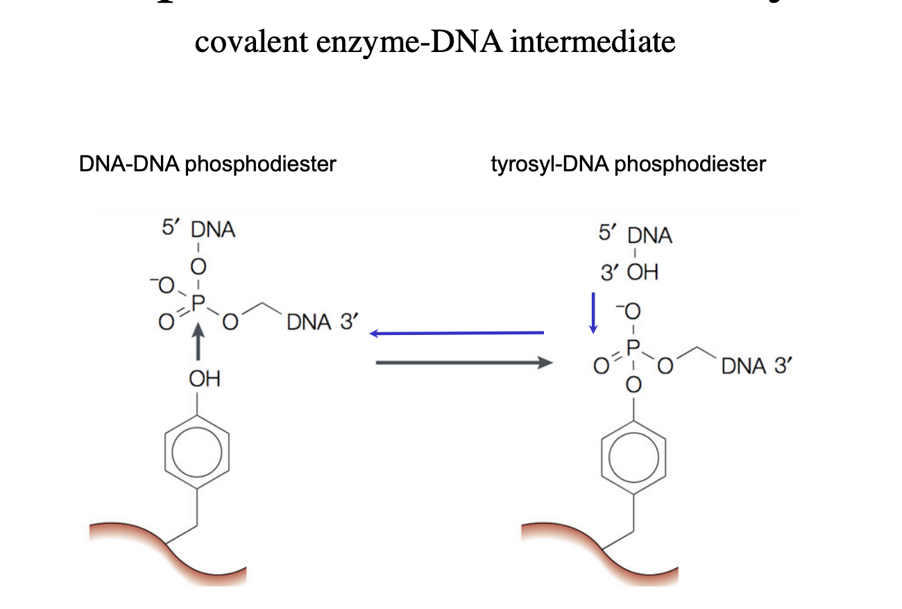 <ol><li><p>nicks one strand of a DNA duplex</p></li><li><p>attaches a DNA phosphate group to a tyrosine residue in its active centre </p></li><li><p>covalently forming a new ester bond</p></li><li><p>Allows roatation of the free end of the cut strand around the <strong>uncut</strong> single-strand</p></li><li><p>seals the nick </p><ul><li><p>breaks the ester bond of the DNA</p></li><li><p>with tyrosine</p></li><li><p>re-ligating the DNA without requiring ATP</p></li><li><p><em>these are trans-esterifications</em></p></li></ul></li></ol><p></p>