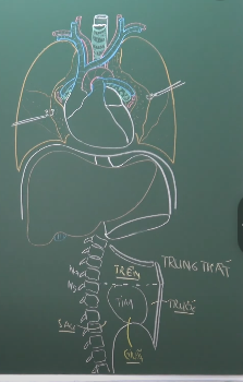 <p><span>Tim nằm trong trung thất giữa, giữa hai phổi, trên cơ hoành, sau thân xương ức và các sụn sườn và xương sườn; tim nằm chếch sang trái và chỉ có khoảng 1/3 tim ở bên phải đường giữa</span></p>