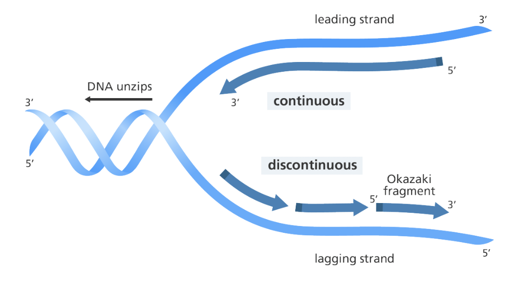 <p><span style="background-color: transparent; font-family: "Proxima Nova", sans-serif;"><span>Made continuously in the 5’ to 3’ direction</span></span></p>