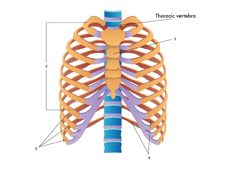 <p><span>Which number in the diagram below is pointing to the true ribs?</span></p>